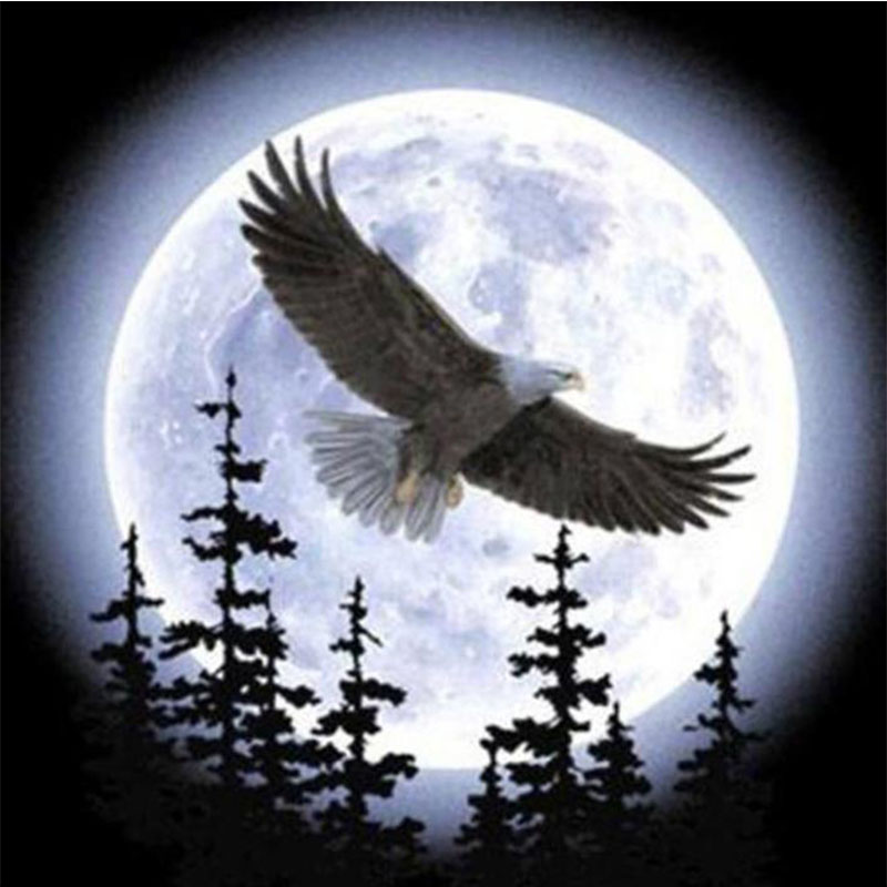 Eagle is Flying in Night