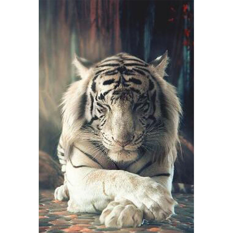 Waiting for you - Amazing Tiger