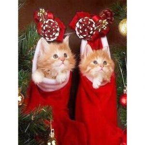 The Twins - Cute Cats
