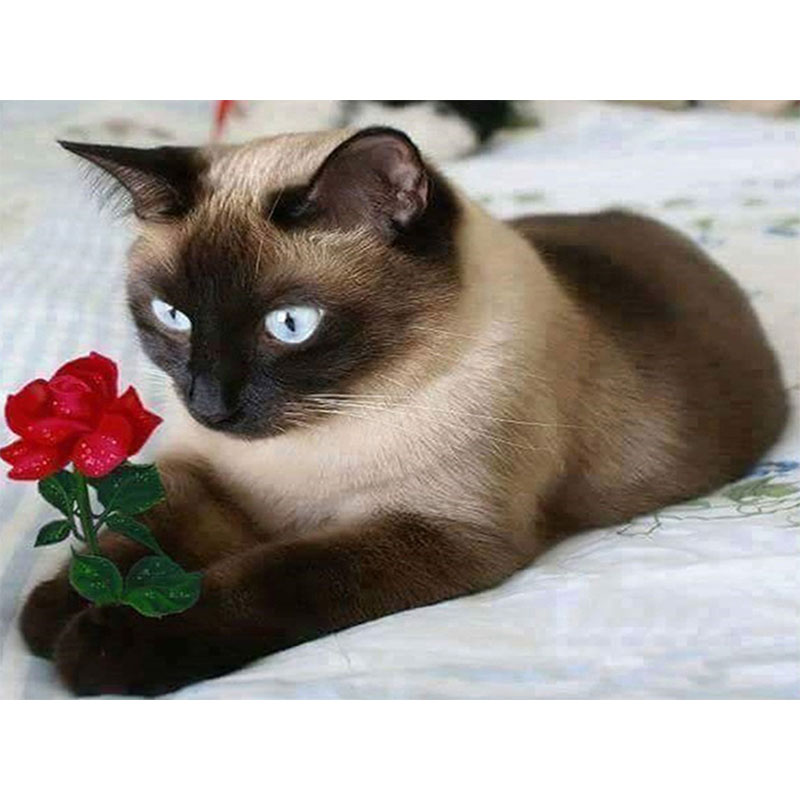 Cat And Red Rose