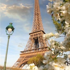 White Flowers and Eiffel Tower