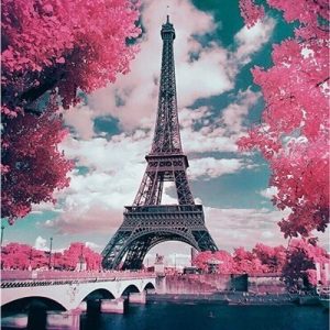 Pink Flower and Eiffel Tower